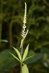 Culver's root